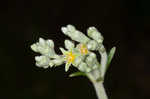 Longleaf buckwheat